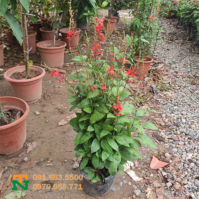 Cây xích hồng trà hoa đỏ