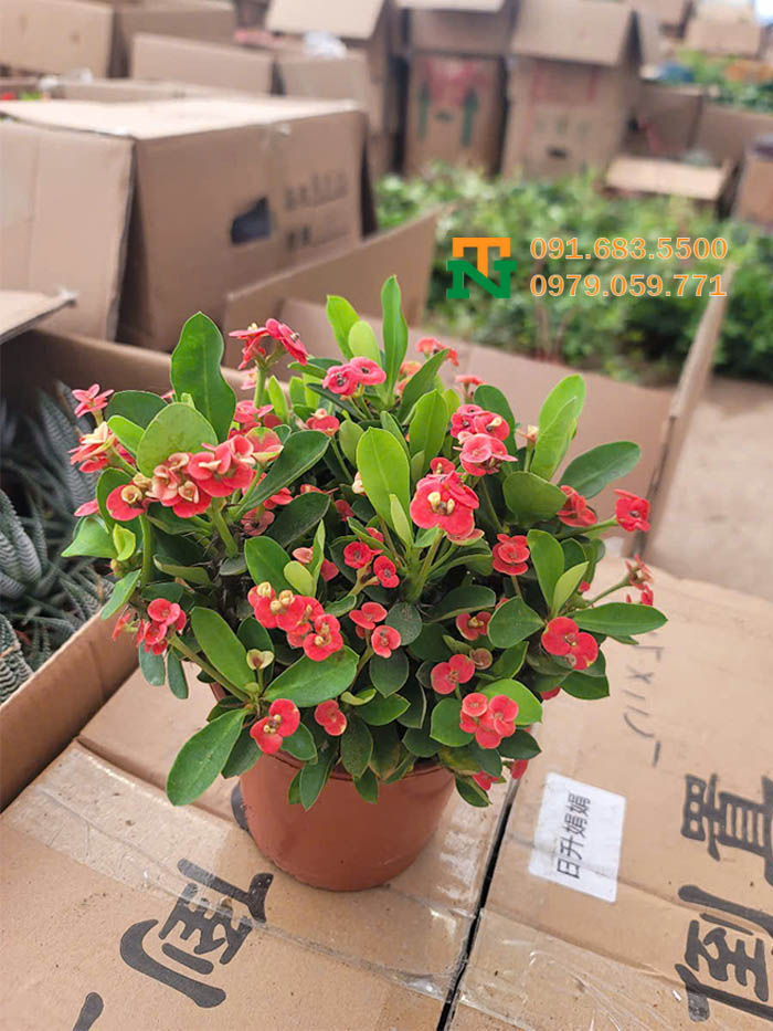 Cây xương rồng bát tiên đẹp