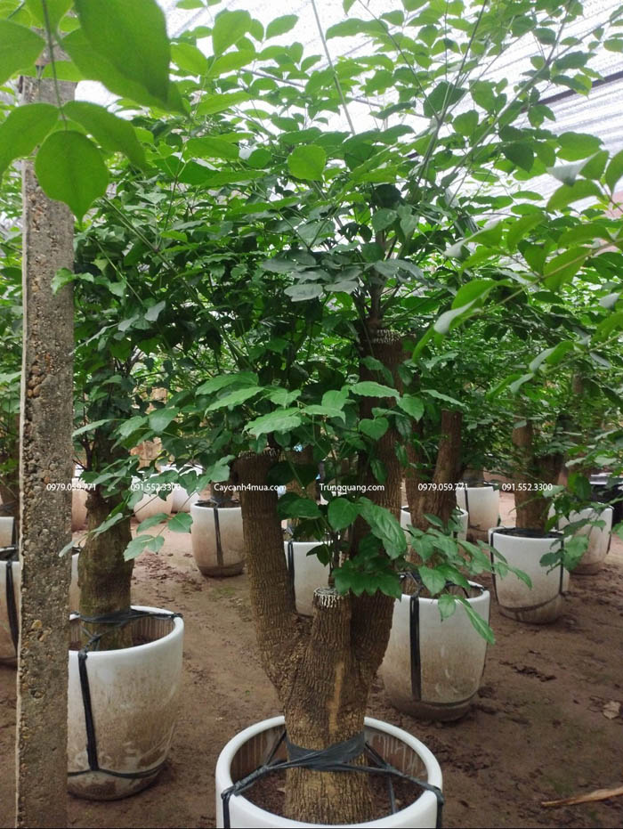 Cây hạnh phúc củ đẹp