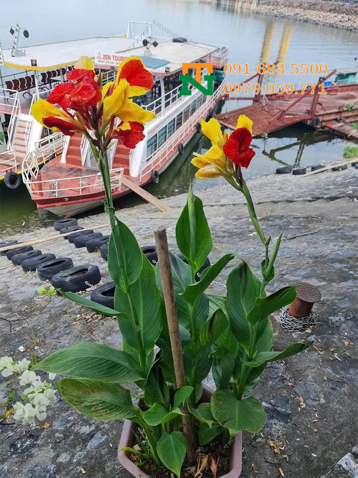 Chậu cây ánh dương đẹp