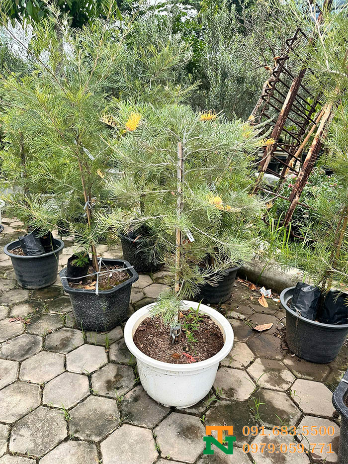 Chậu cây hoa bách lông chim