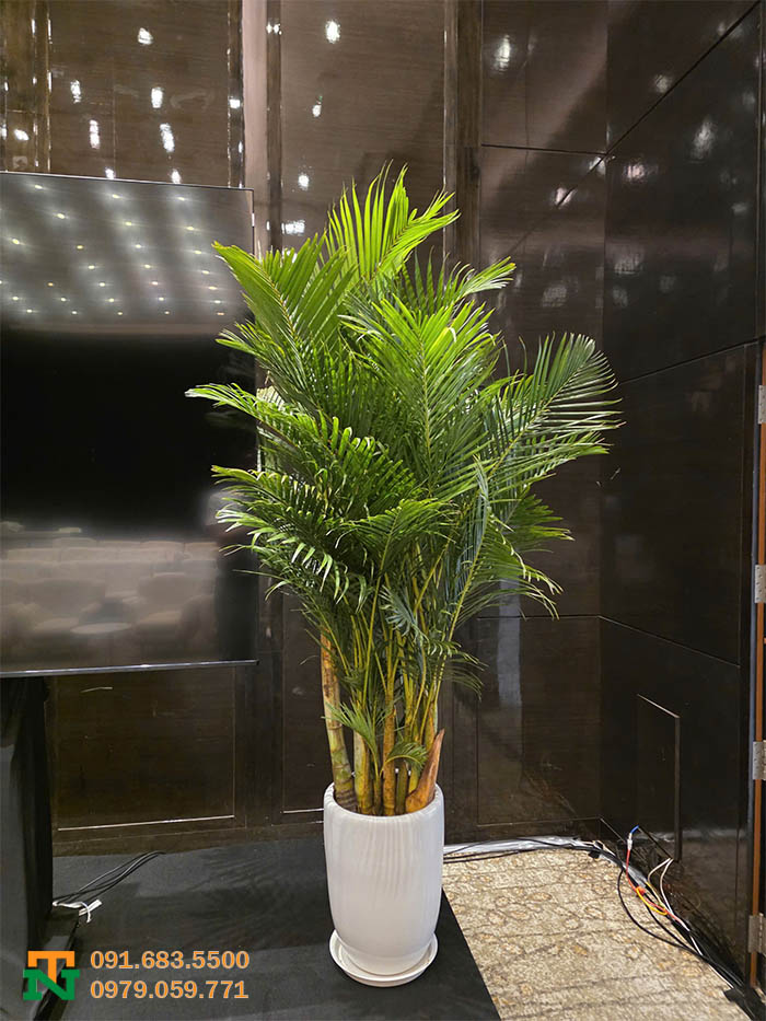 Chậu cây cảnh decor sự kiện