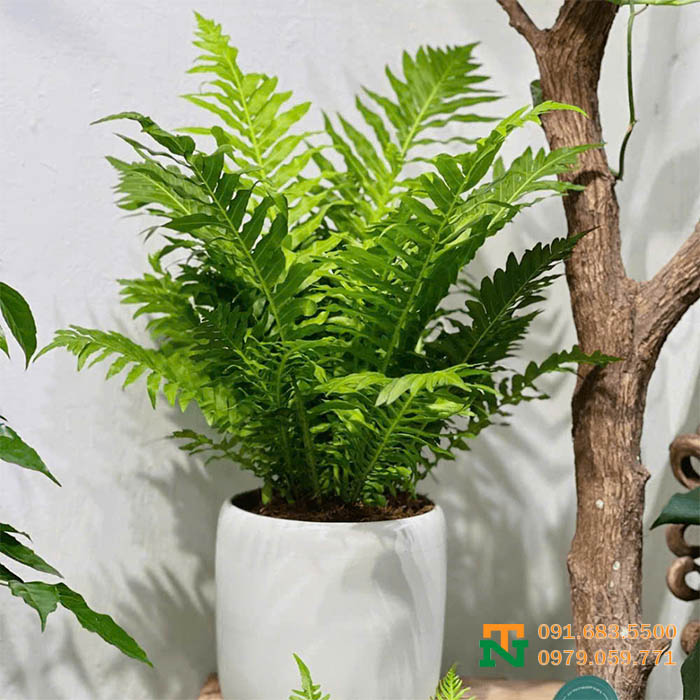 Chậu cây dương xỉ khổng tước đẹp