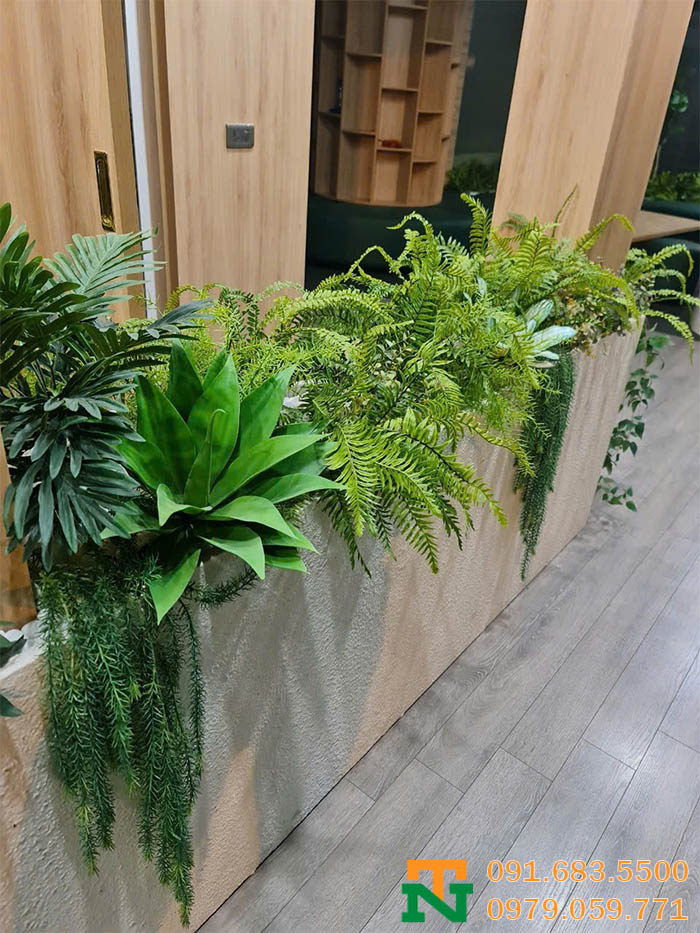 Chậu cây dương xỉ trang trí văn phòng