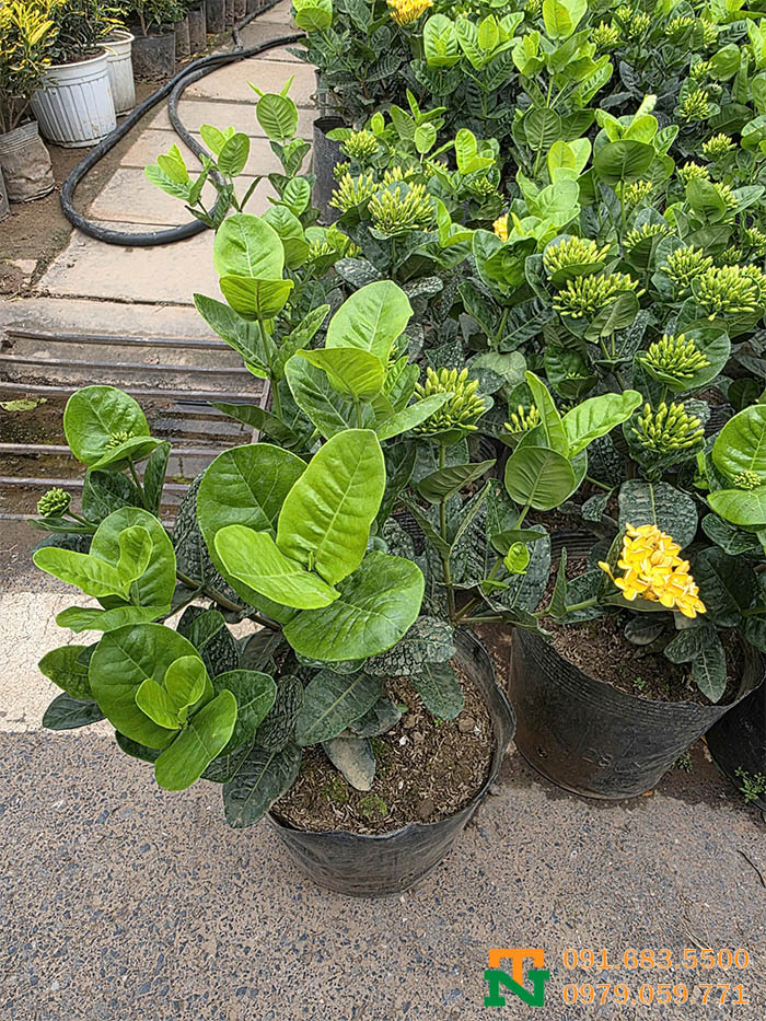 Chậu cây hoa mẫu đơn