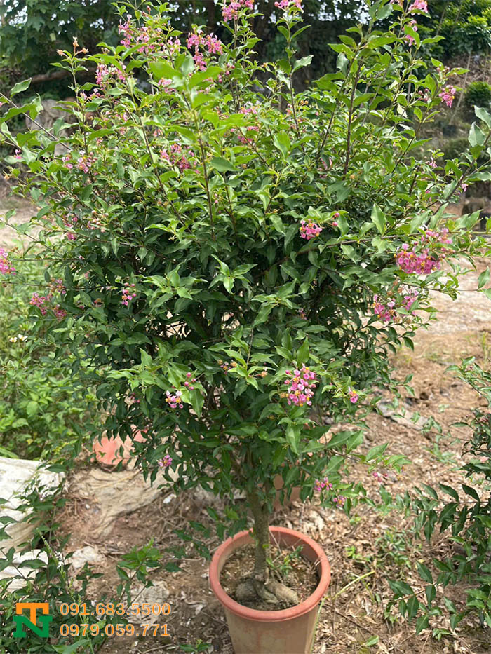 Chậu cây hồng ngọc mai đẹp