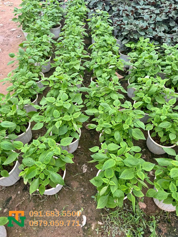 Chậu cây kinh giới