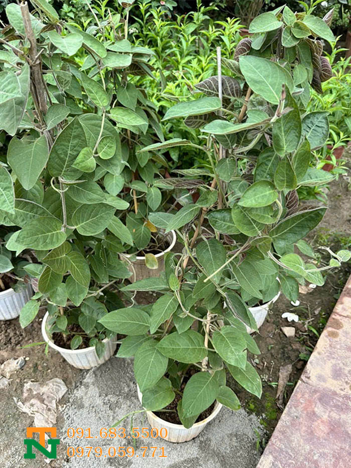 Chậu cây lá mơ tại vườn