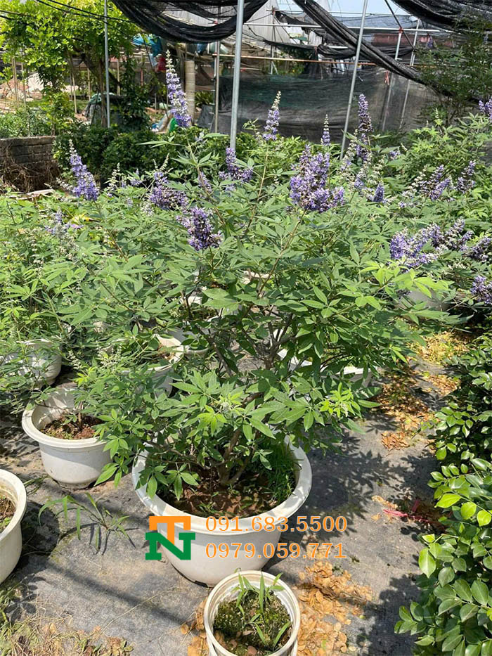 Chậu cây lavender thân gỗ giá tốt