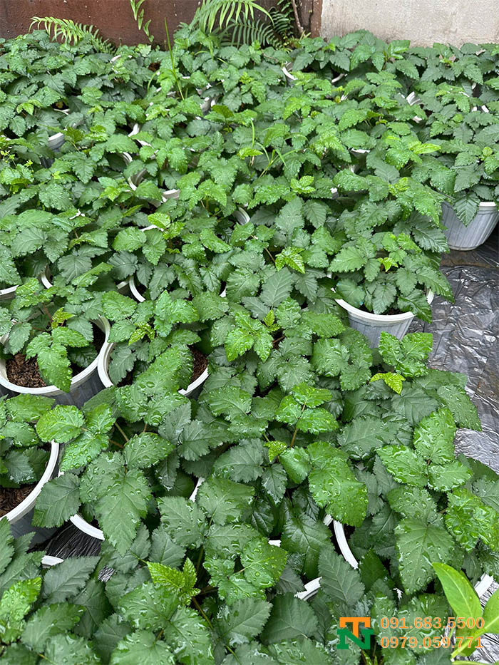 Chậu cây mâm xôi xanh tươi