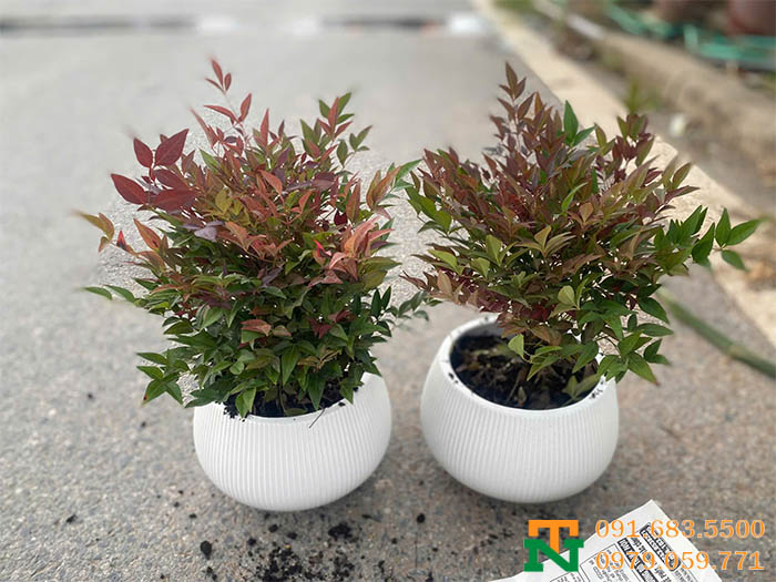 Chậu cây nam thiên trúc mini phong thủy