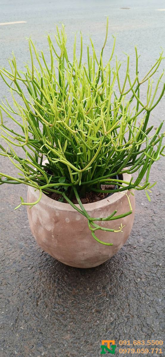 Chậu gốm đất nung đẹp