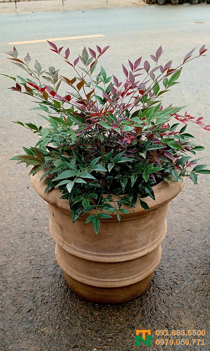 Chậu gốm đất nung đỏ chất lượng