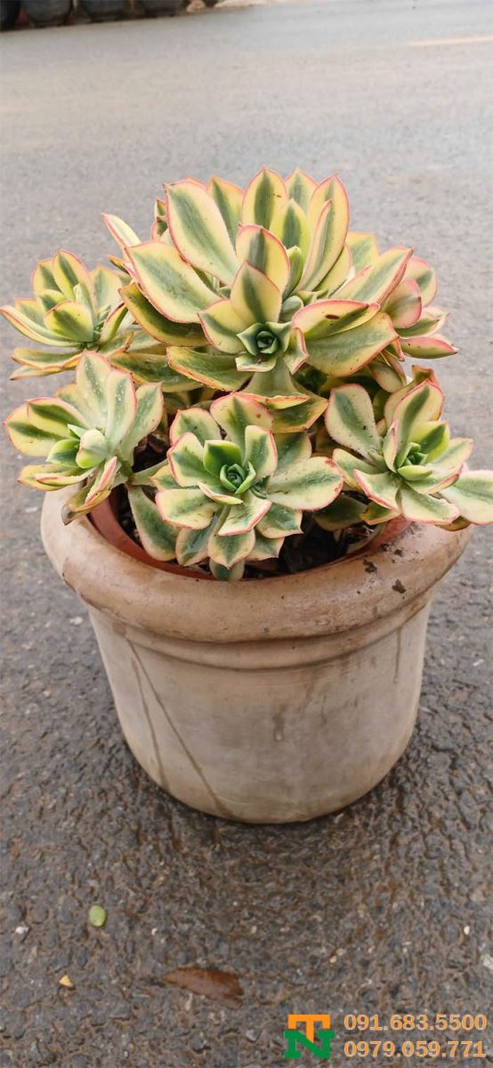 Chậu gốm đất nung đỏ giá tốt