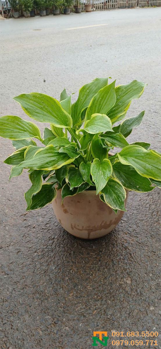 Chậu gốm đất nung đỏ giá rẻ