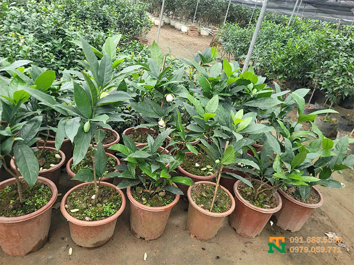 Chậu hoa dạ hợp giá tốt