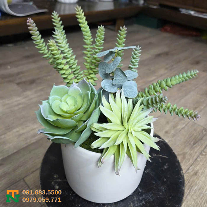 Chậu sen đá giá rẻ