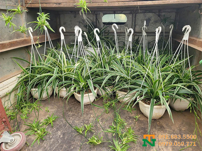 Chậu treo cây lan bạch chỉ