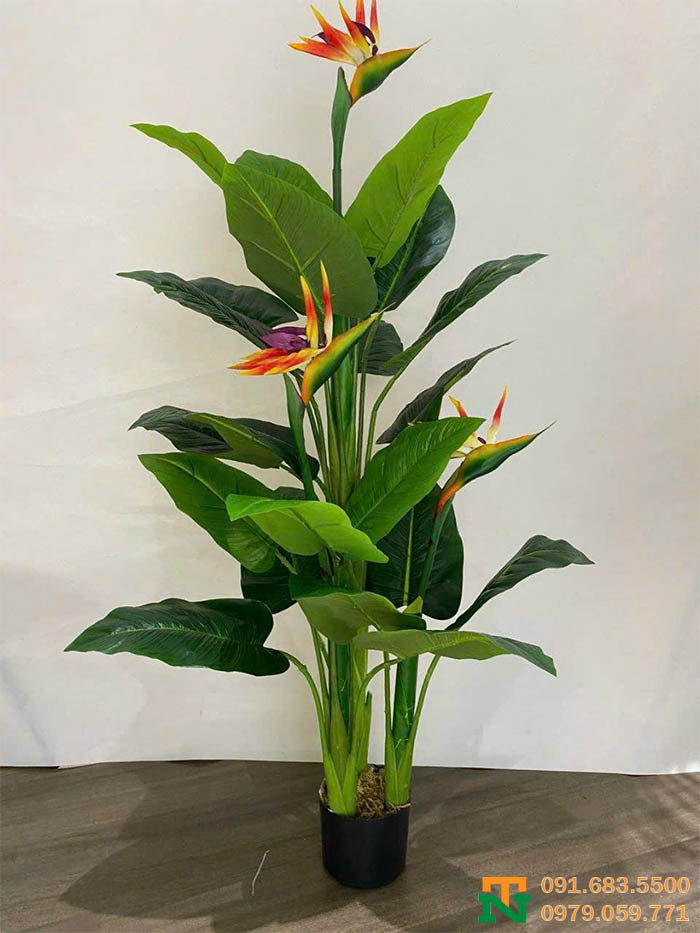 Cây chuối thiên điểu - mỏ hạc lá to trang trí