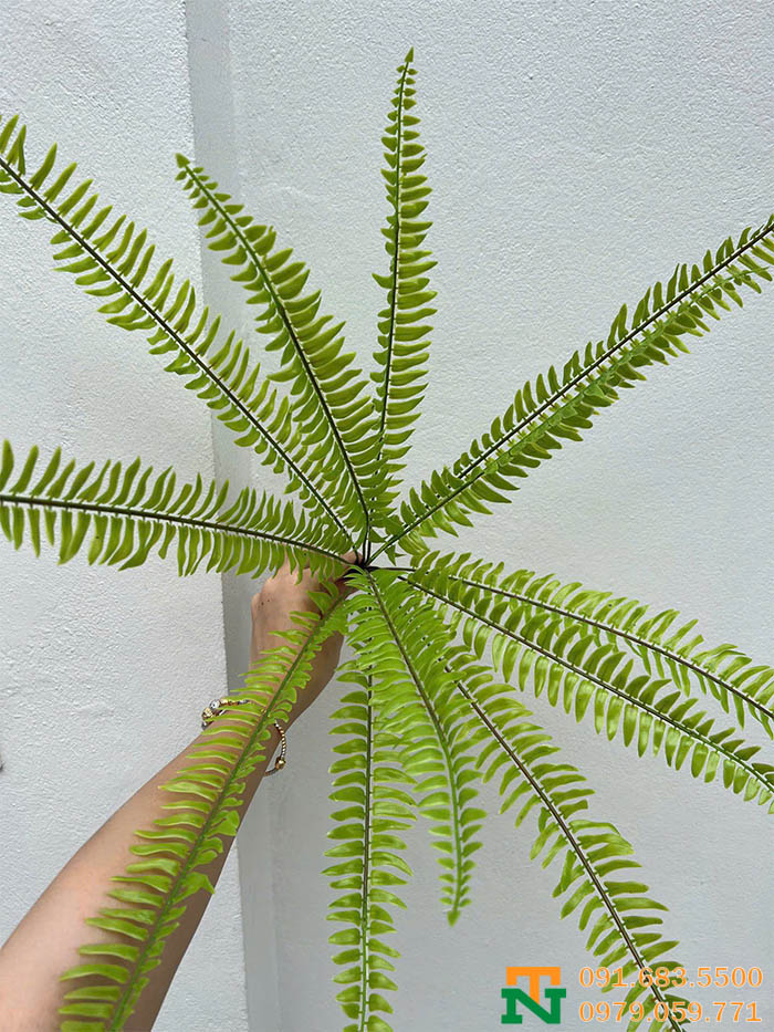 Cụm dương sỉ mượt 