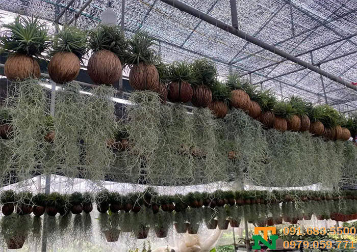 Cây không khí cảnh phong thủy