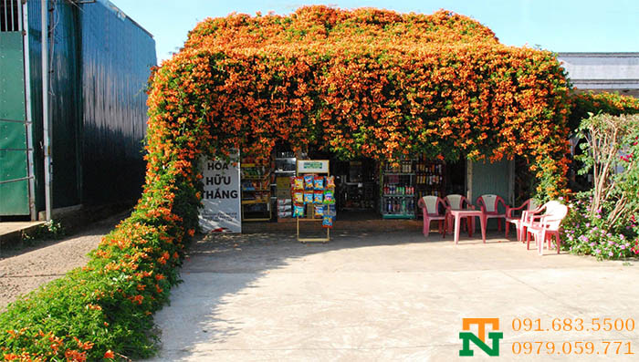 Dàn hoa chùm ớt trang trí cổng cực đẹp