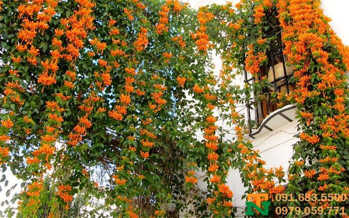 Hoa chùm ớt trang trí leo ban công bắt mắt