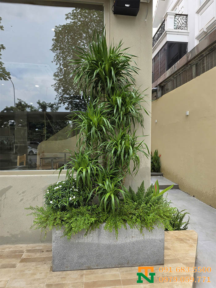 Decor bồn cây xanh sang trọng