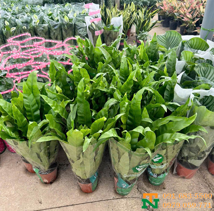 Cây tổ quạ giá tốt tận vườn