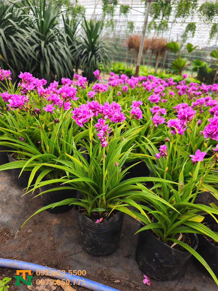 Cây cảnh chu đinh lan giá tốt tại vườn