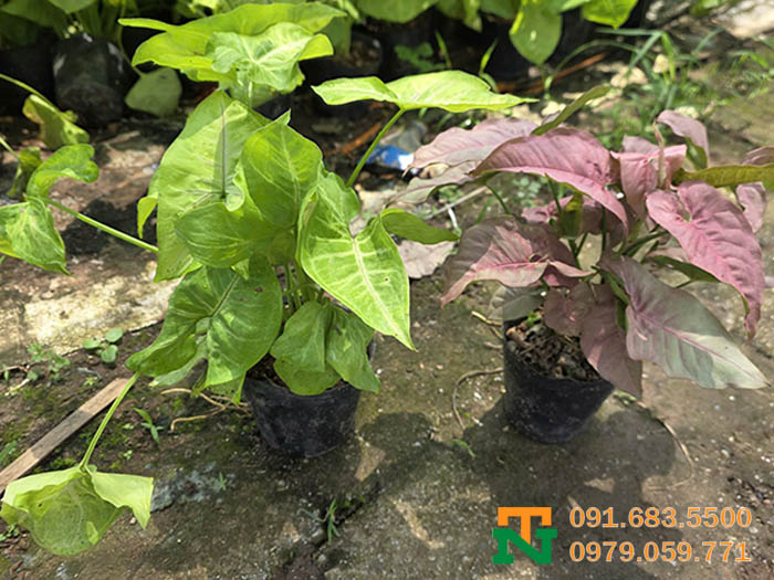 Giống cây muống nhật mới