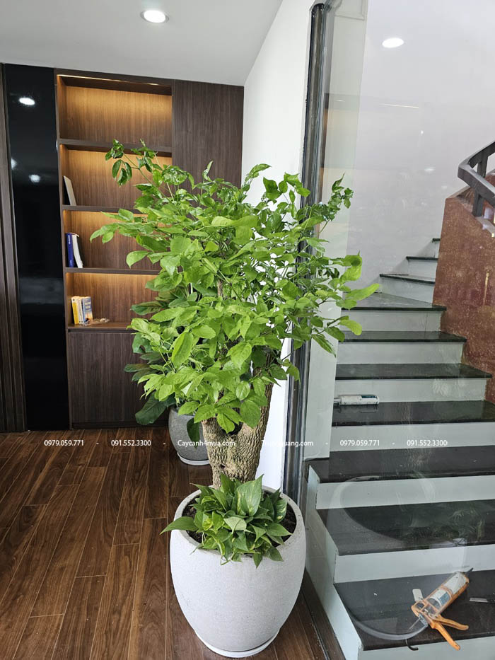 Cây hạnh phúc gốc
