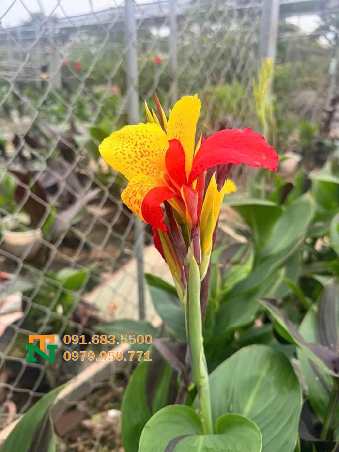 Hoa ánh dương đẹp