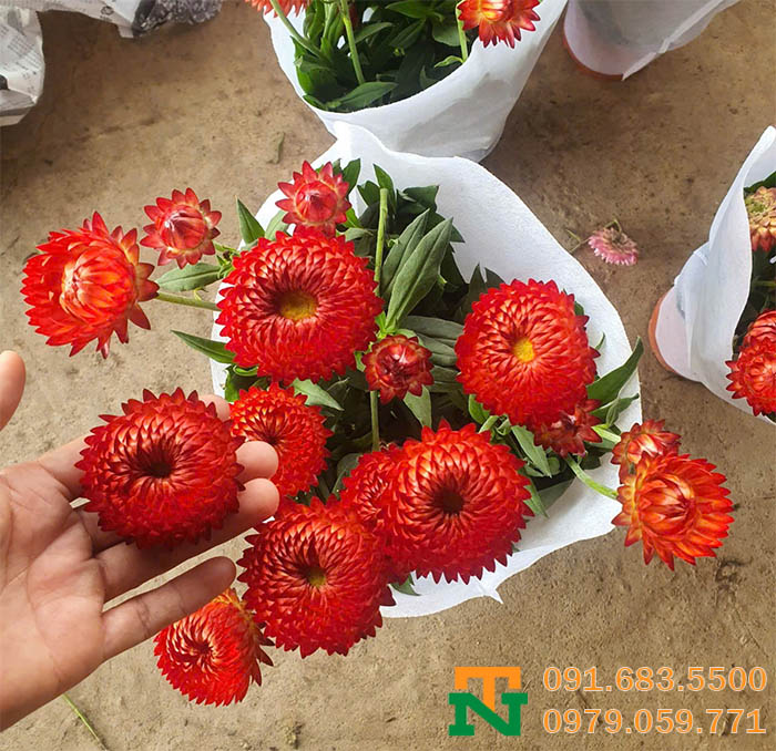 Hoa bất tử đỏ trang trí