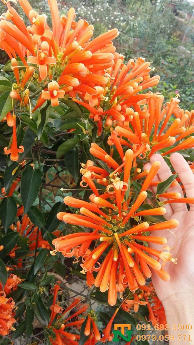 Hoa chùm ớt trang trí