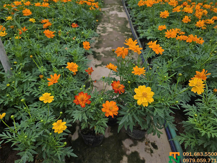 Hoa cúc bướm đẹp