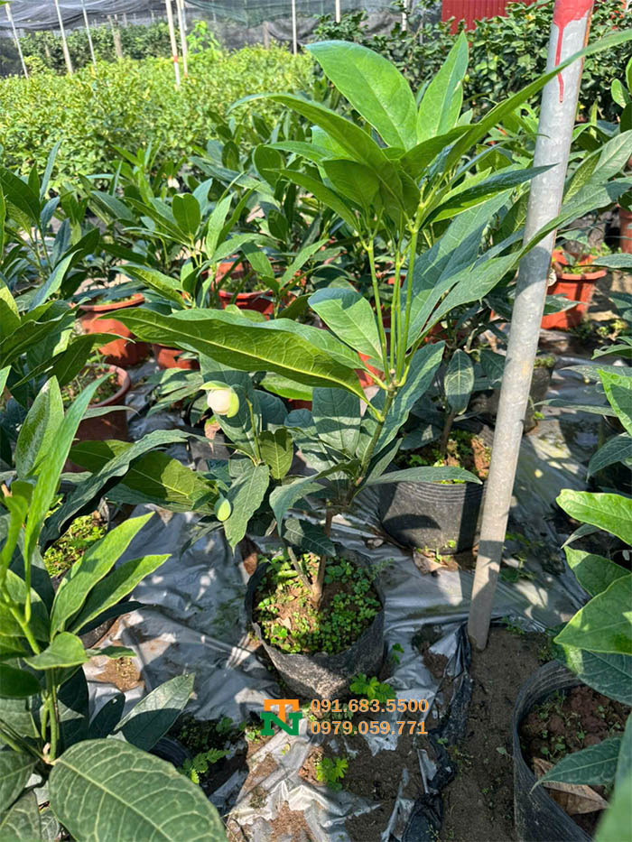 Chậu hoa dạ hợp tại vườn