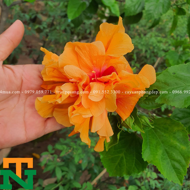 Hoa dâm bụt Thái kép màu cam