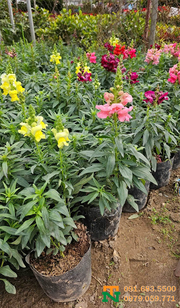 Hoa mõm sói tại vườn