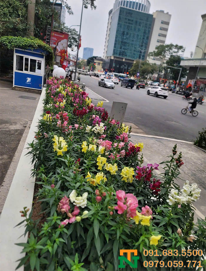 Hoa mõm sói giá rẻ 