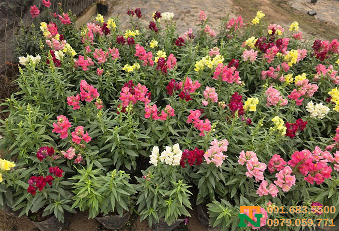 Hoa mõm sói đa dạng màu săc