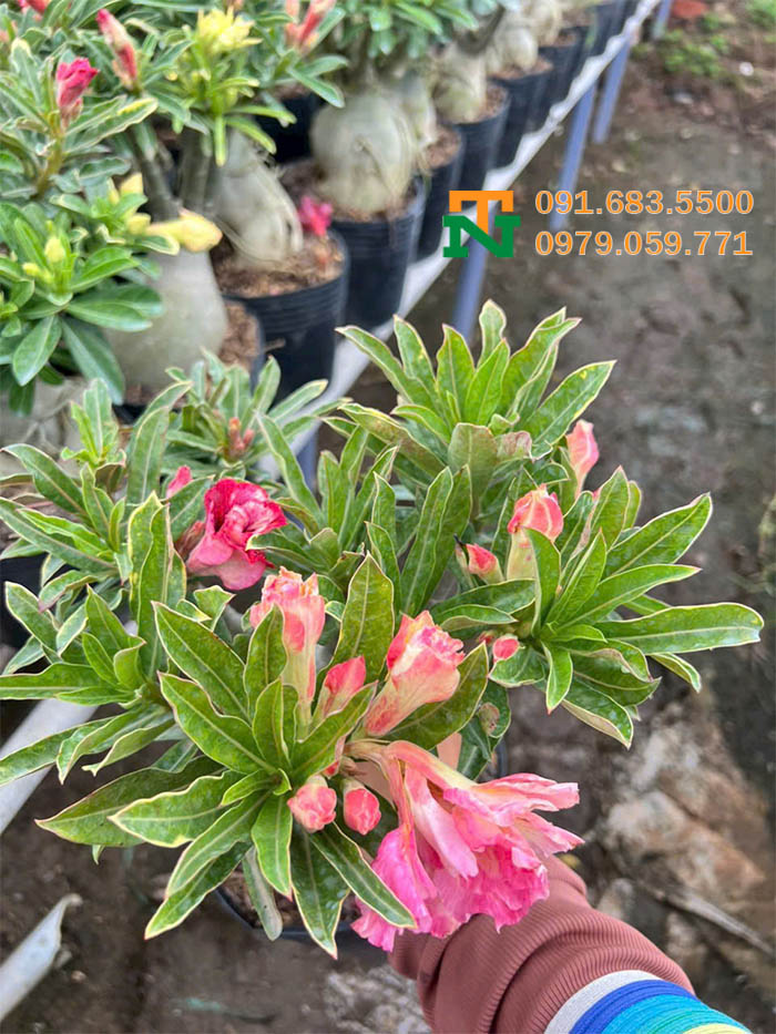 Hoa sứ thái hồng đẹp