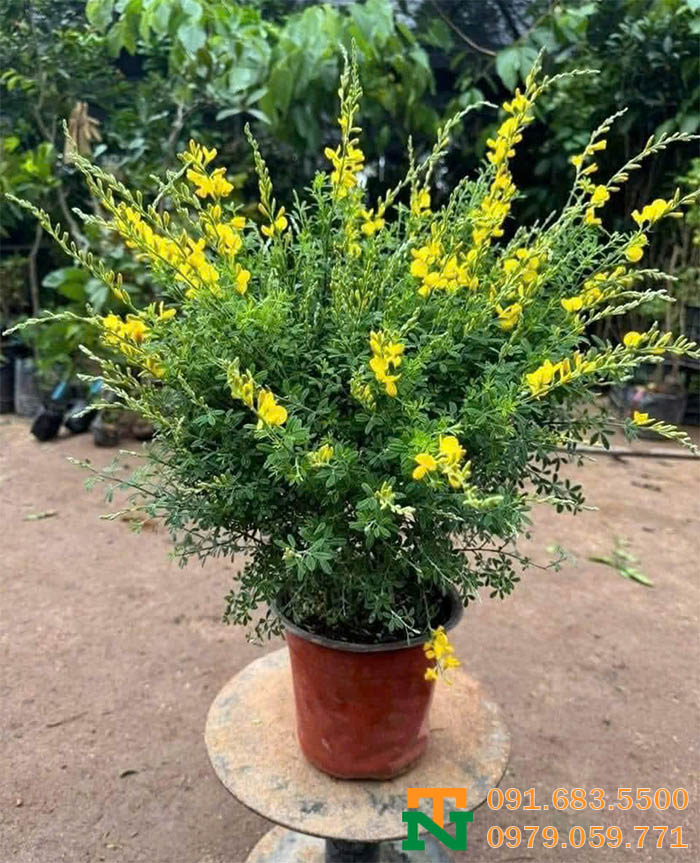 Cây hoàng minh thảo giá tốt