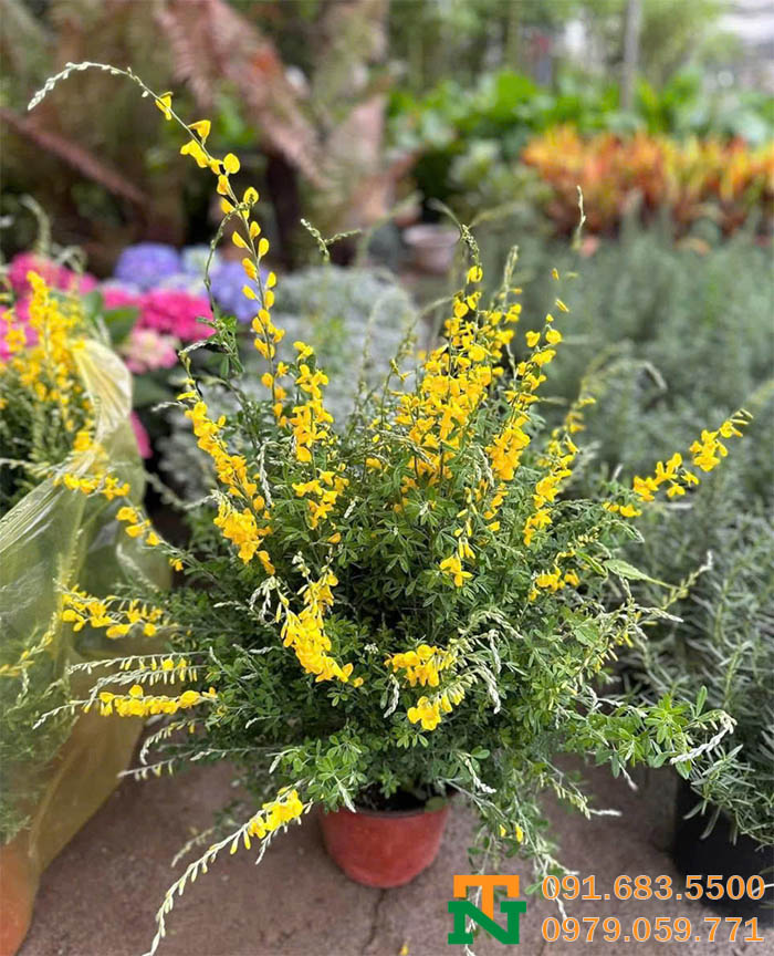 Cây hoàng minh thảo trang trí