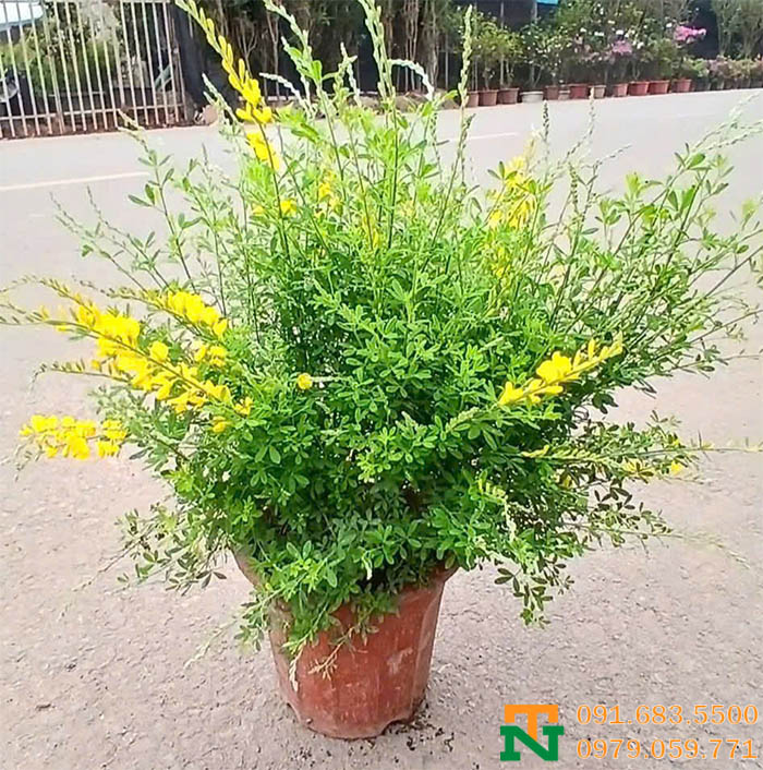 Cây hoàng minh thảo trồng chậu