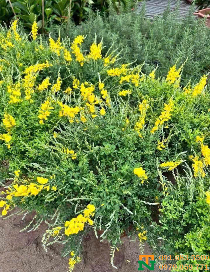 Vườn cây hoàng minh thảo đẹp