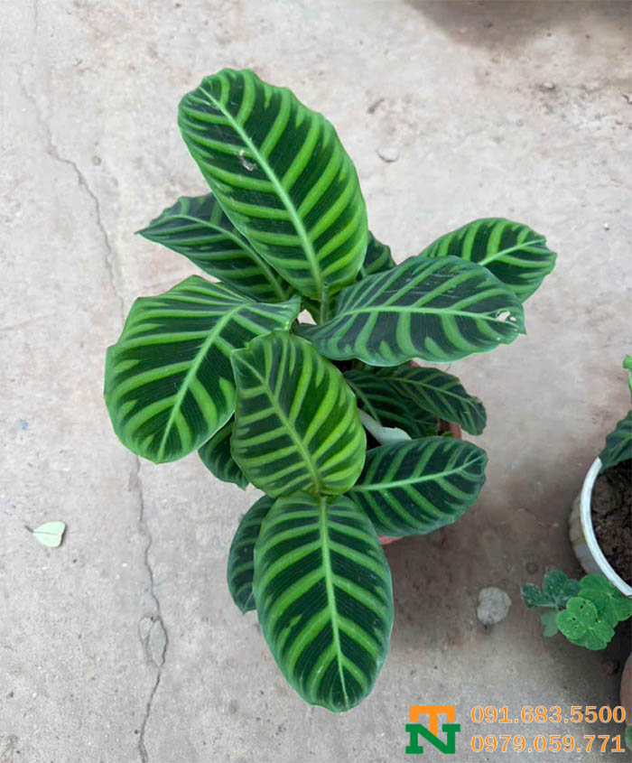 Lá cây đuôi công xanh đẹp sang 