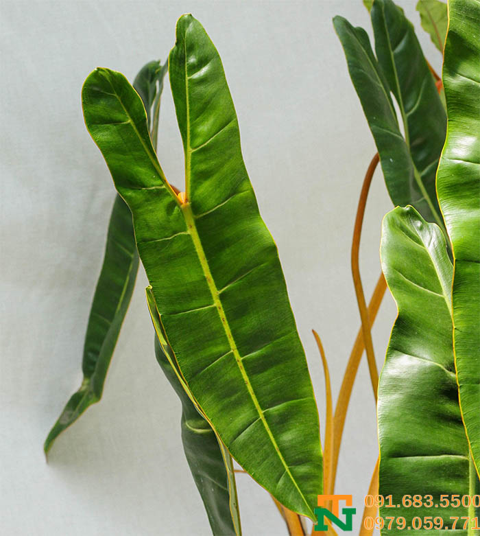 Lá cây hạc cam bản to cực đẹp