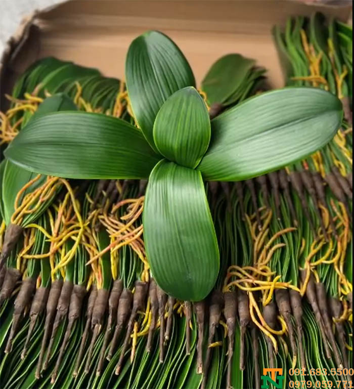 Lá lan rễ to trang trí