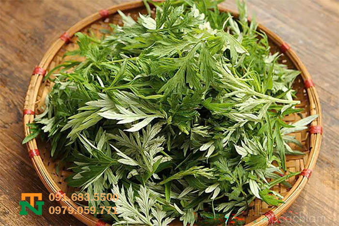 Lá ngải cứu thơm 